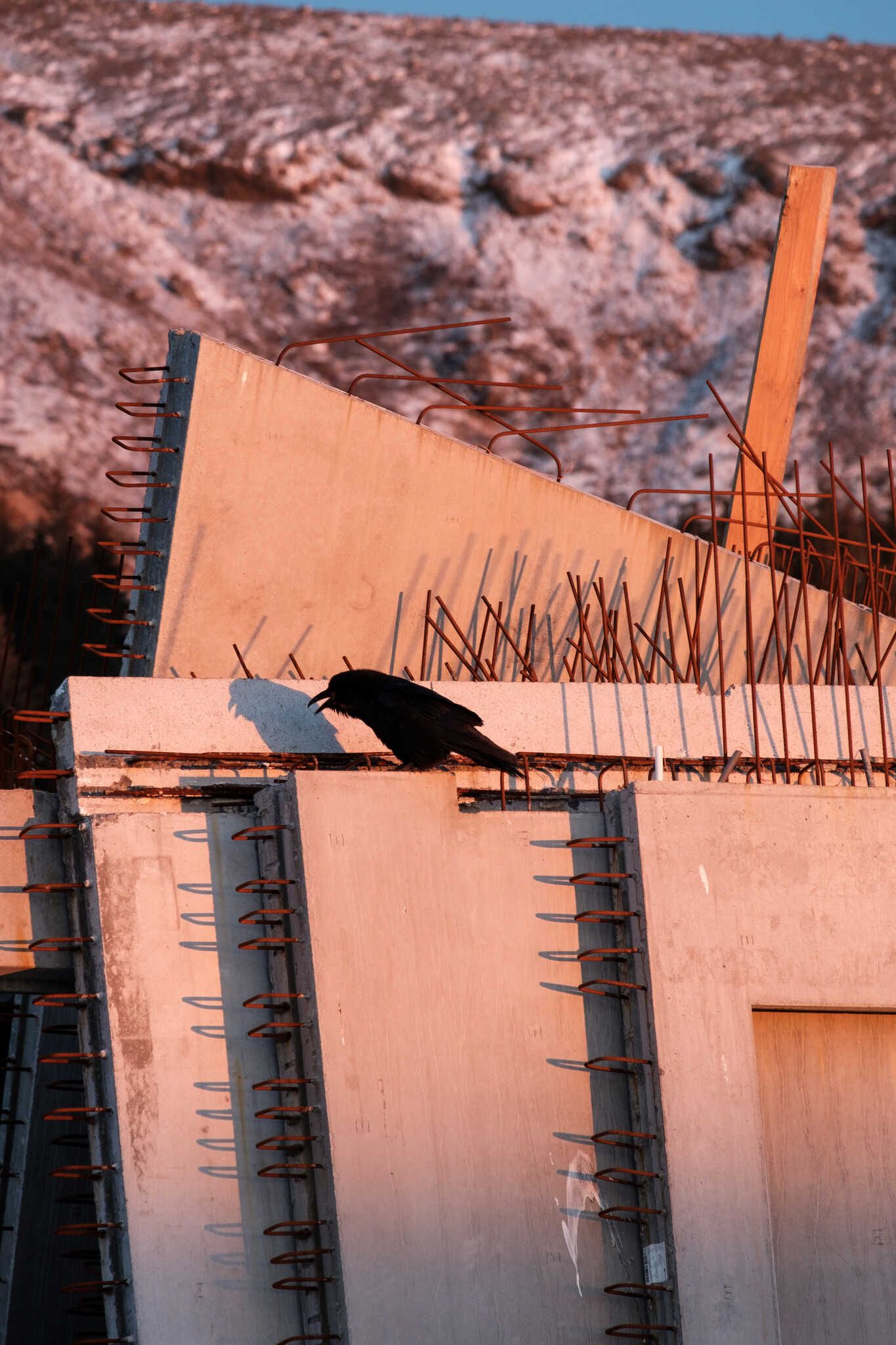 A raven singing the song of its people while perched on some concrete