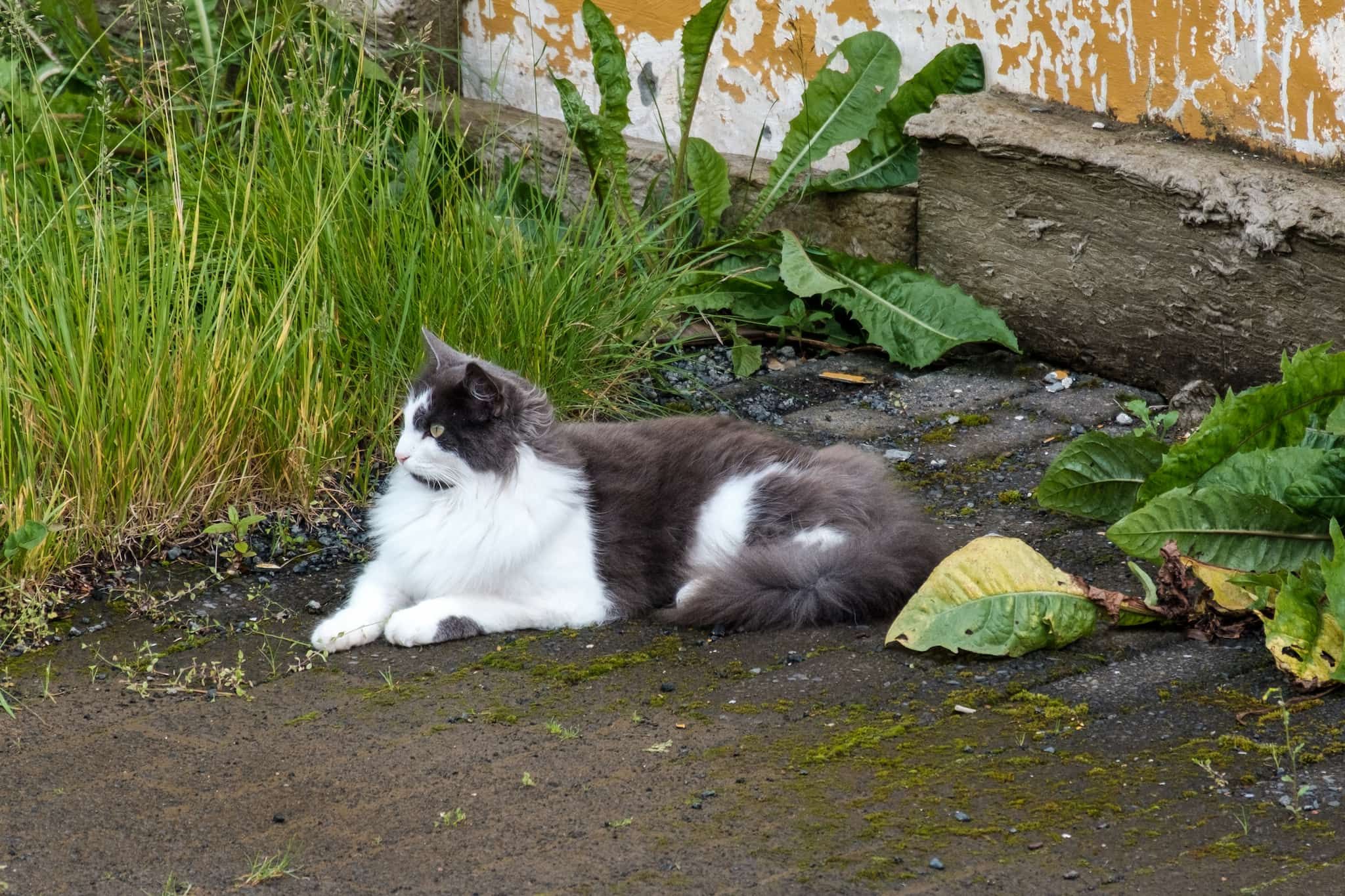 The queen mouser, a grey and white semi long-haired cat, lounges on the damp pavement