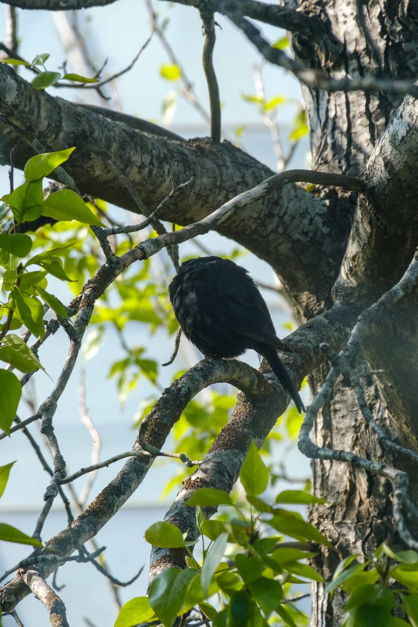 A blackbird naps in a tree, head tucked under a wing.