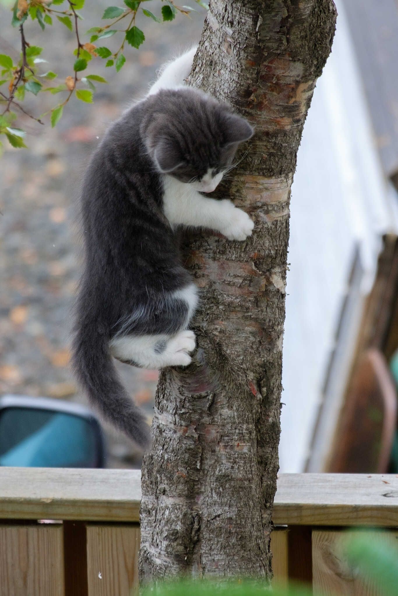 Grása climbs down a tree