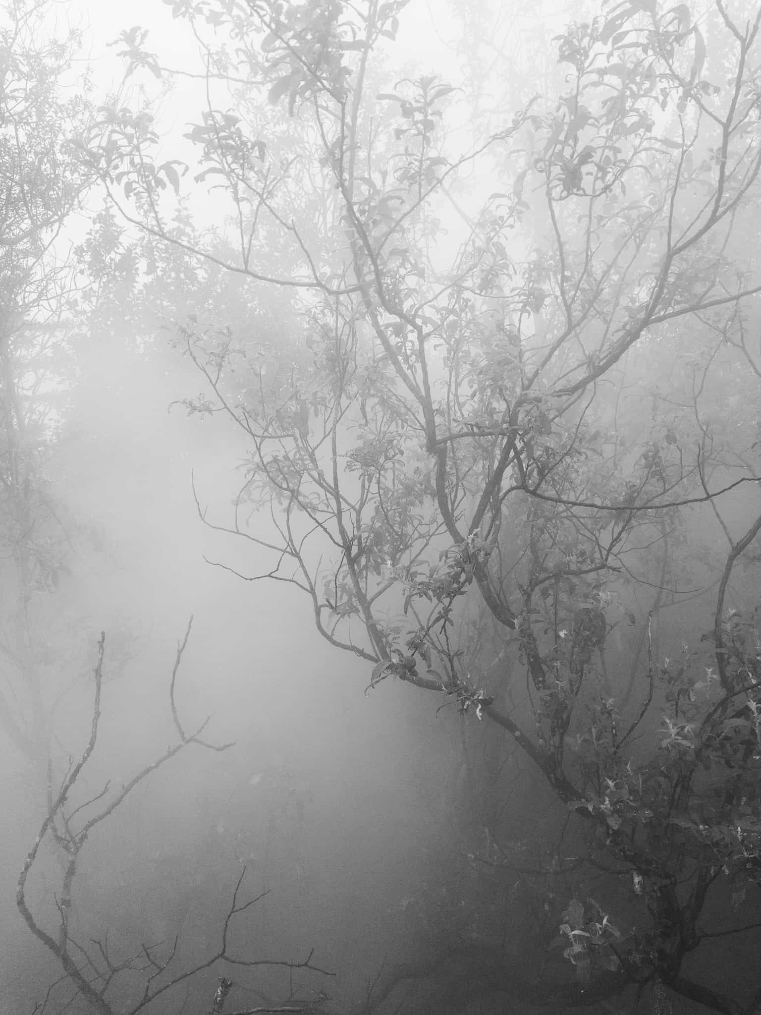 A tree wrapped in the steam from a geothermal spring