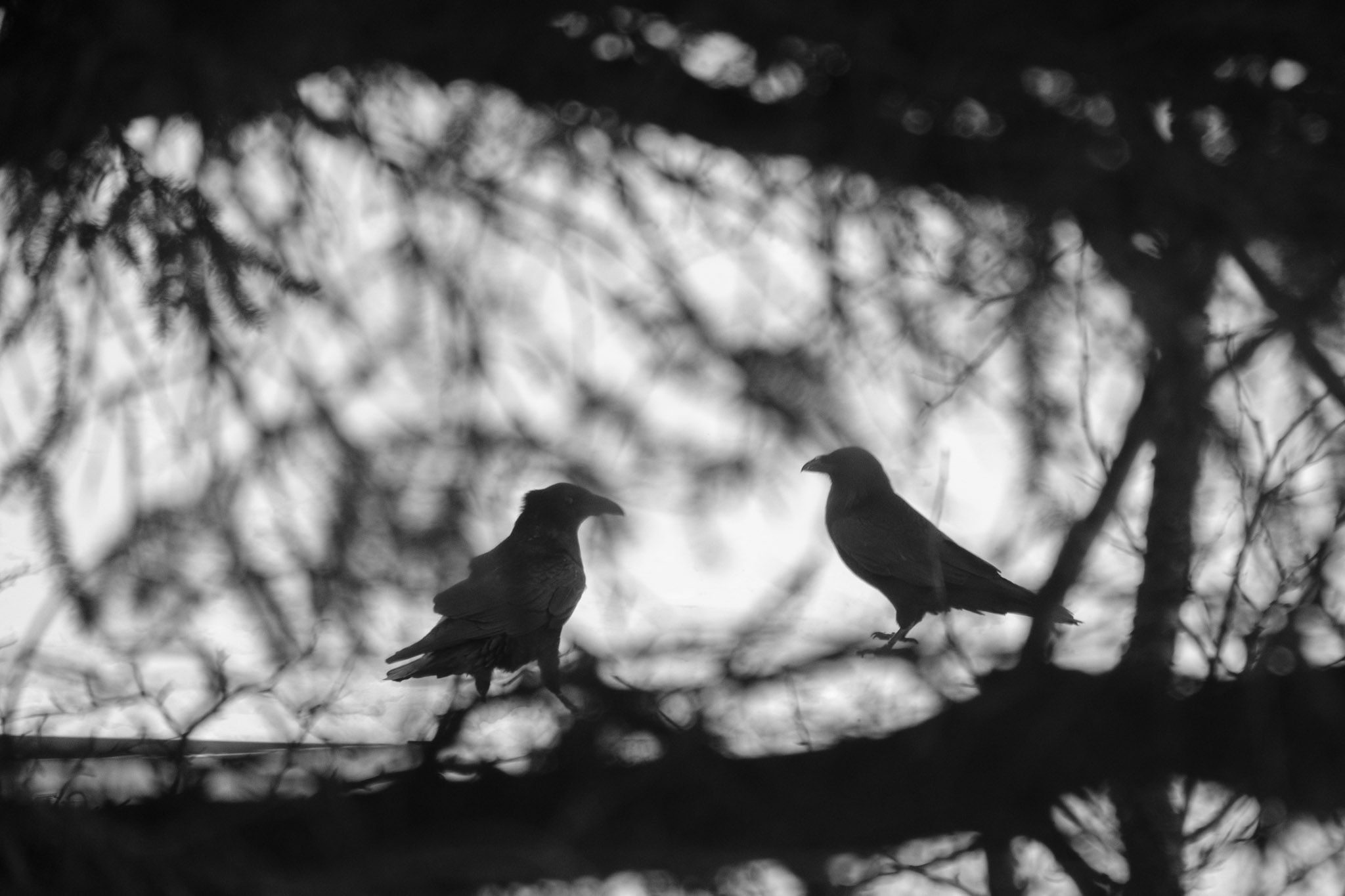 A couple of ravens eating something, as seen through a cluster of tree branches