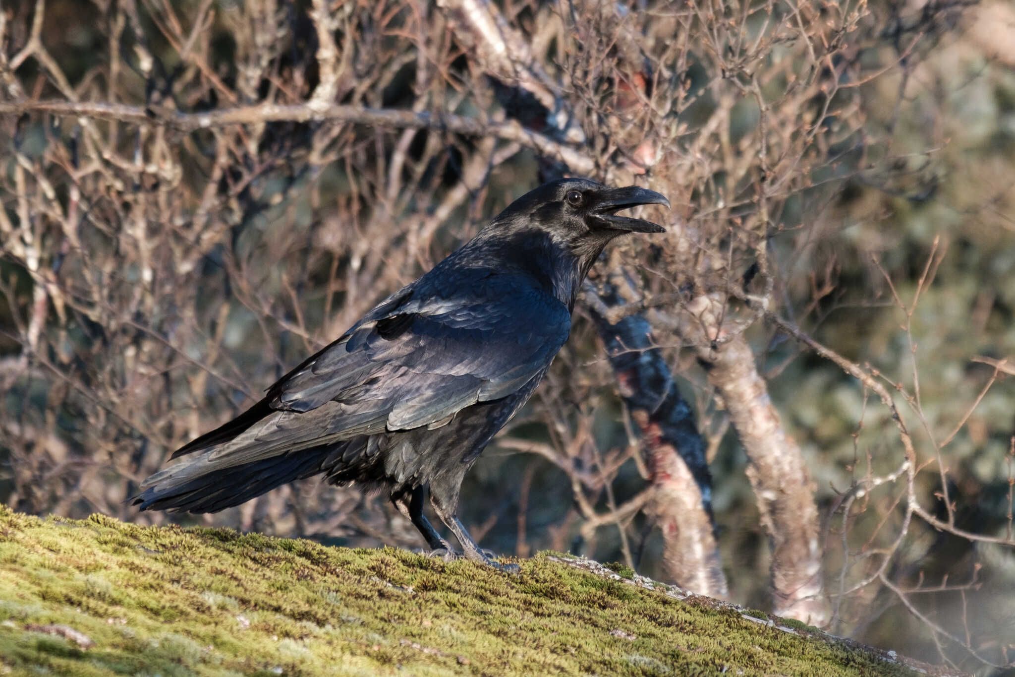 A raven pauses for a moment on the roof of an old overgrown shed.