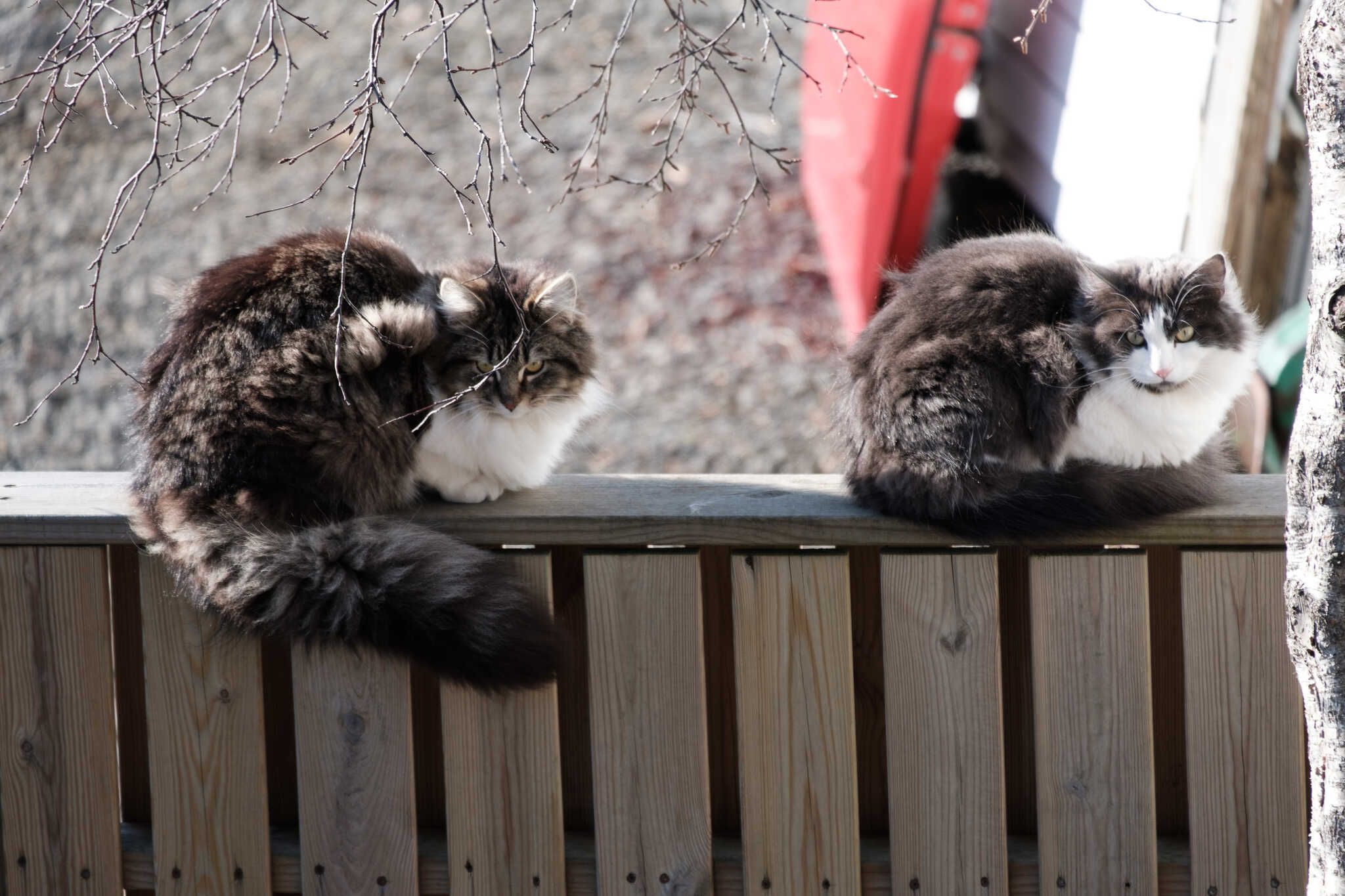 The two of them, Loðmundur on the left, Grása on the right, loaf on that same fence.