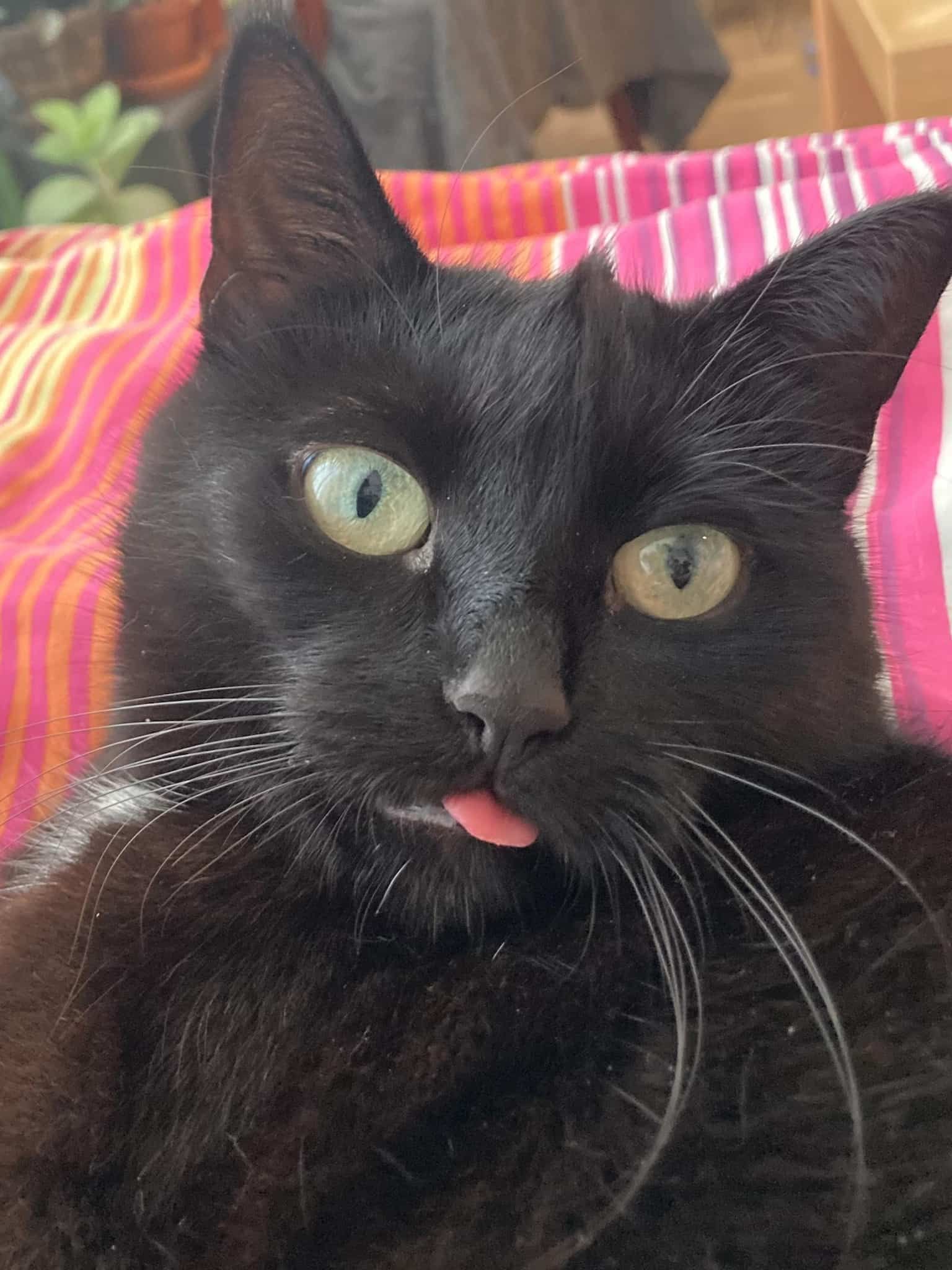 Kolka, a black cat with a white medallion spot, relaxes so much that she does a masterful blep.