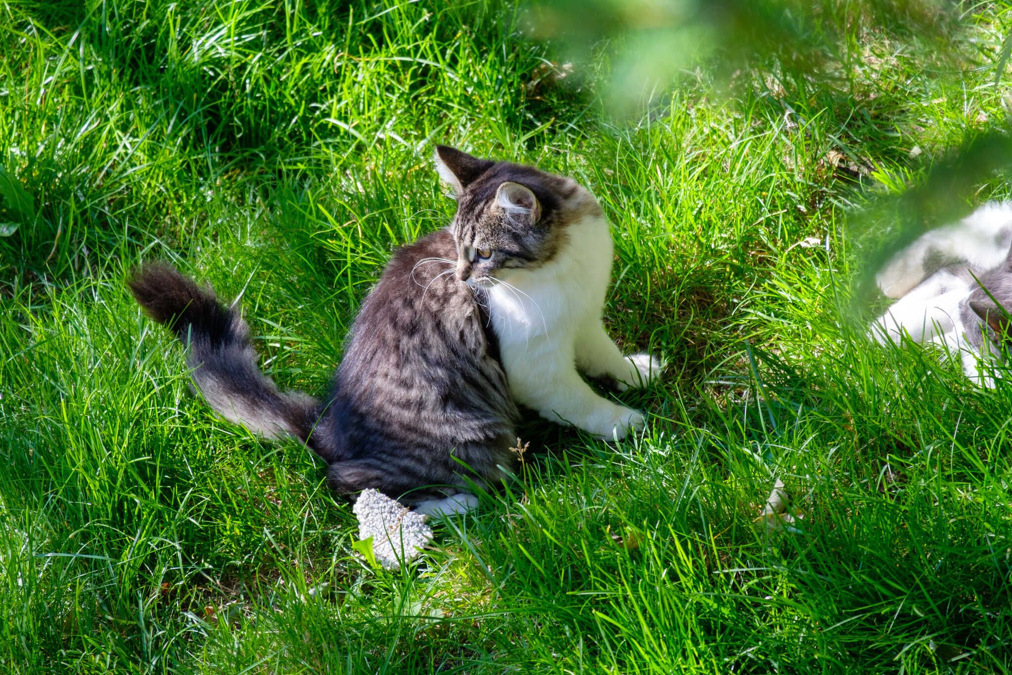 Loðmundur sits in the grass looking back.