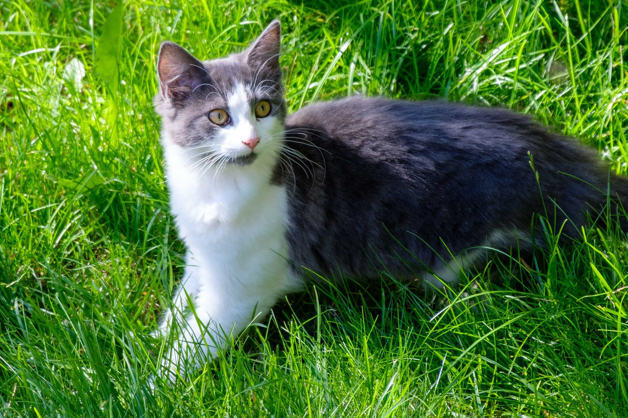 Grása stands in the grass, paused mid-action, noticing something