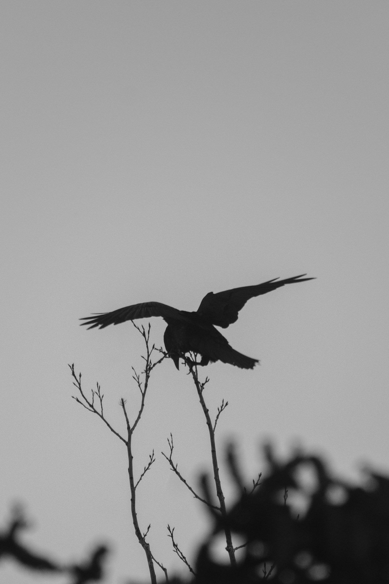 A raven trying to balance on a tree top.