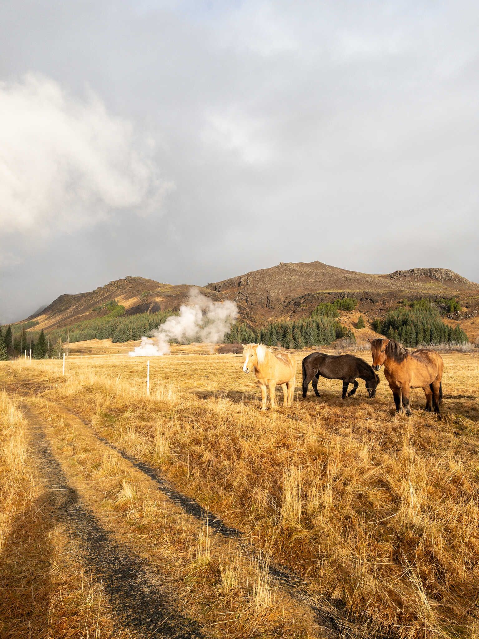 Three Icelandic horses stand in a row, with one of them grazing. Behind them is a steaming geothermal and further behind there is a mountain