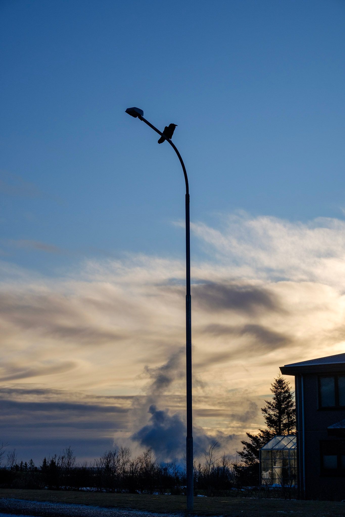 A raven is perched on a streetlight. In the background you can see the steam exhaust from a geothermal well