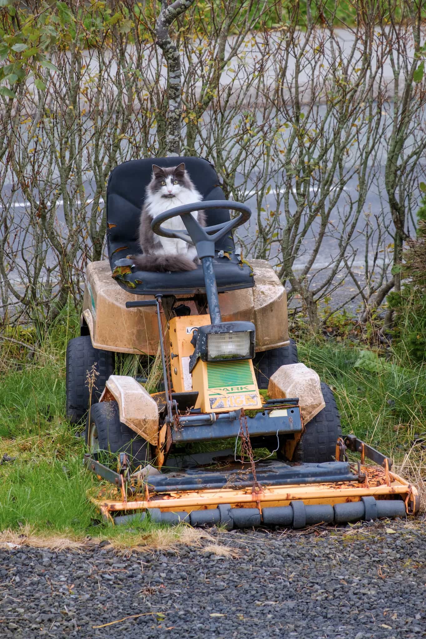 That same grey and white cat sits on the seat of a large lawnmower.