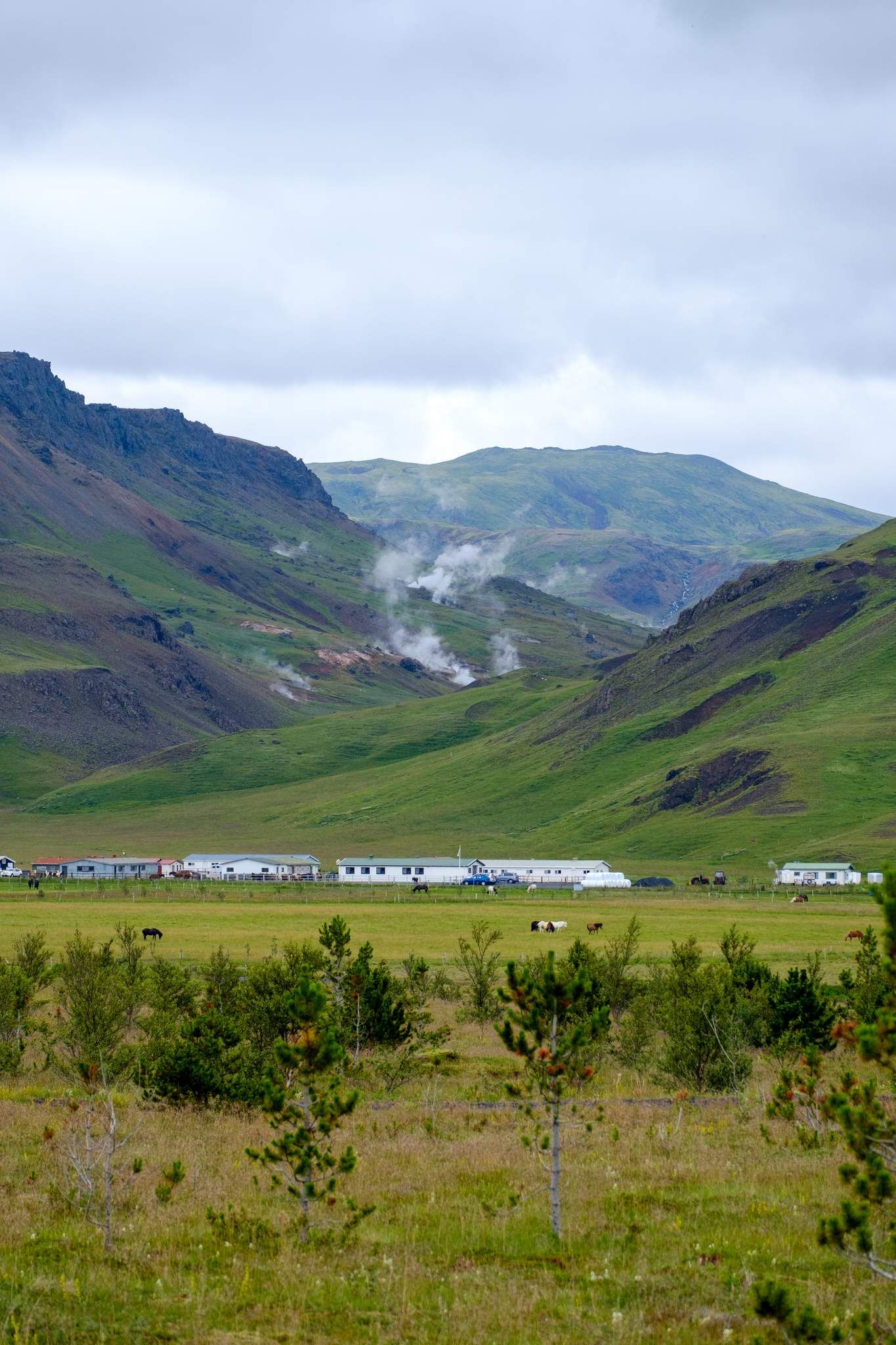 An Icelandic farmhouse near Hveragerði. Steam rises  up from the mountainside behind it. Horses graze in the grass.