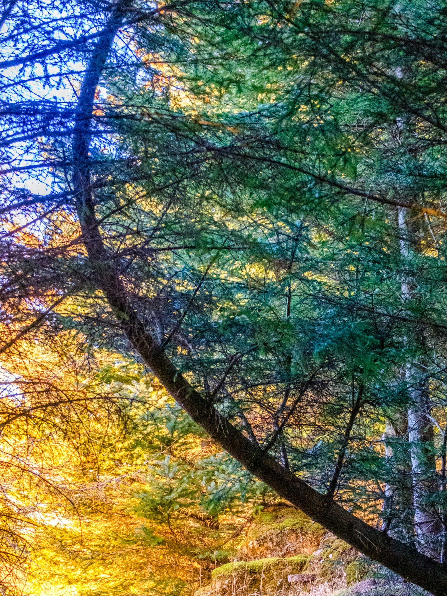 A tree curves through the image. Below the evergreens look yellow in the sun. Above they look bluish green in the shade. The corner is blue.