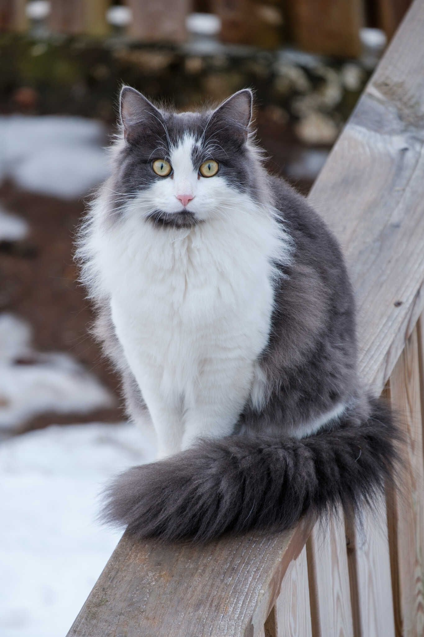 Grása, a fluffy grey and white cat, poses on a fence, looking at the photographer