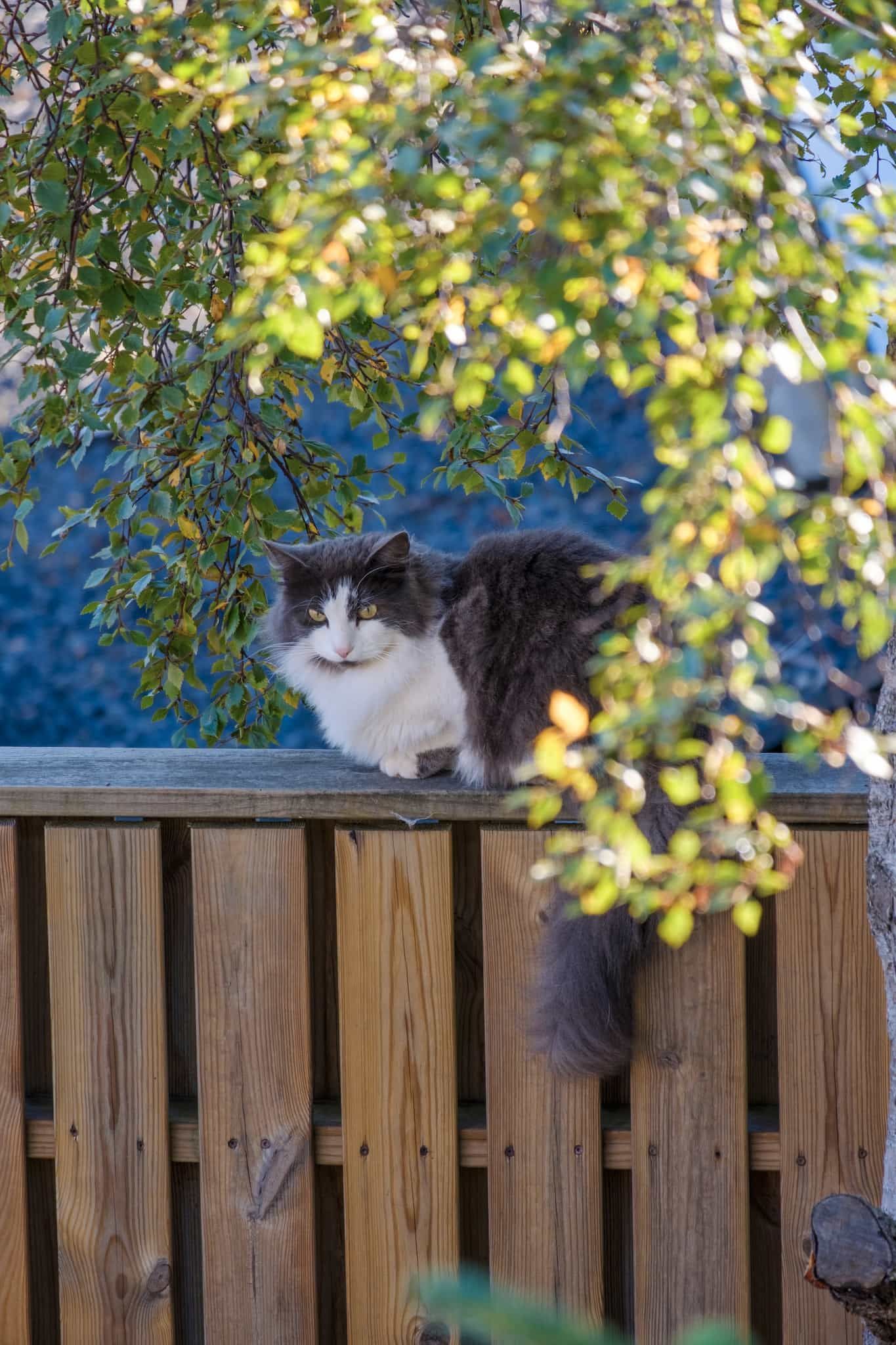 A grey and white cat lounges on a fence, framed by trees
