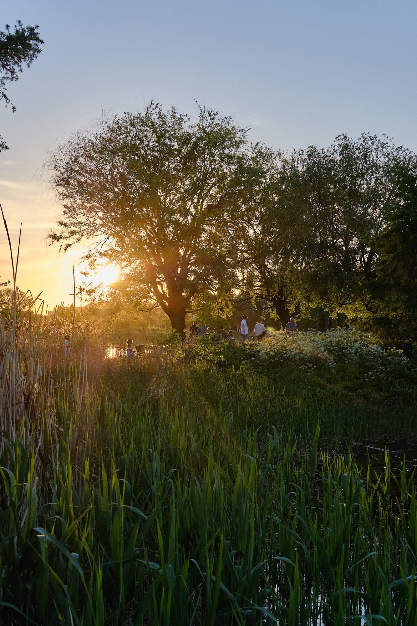 The sun sets behind a small party in the park