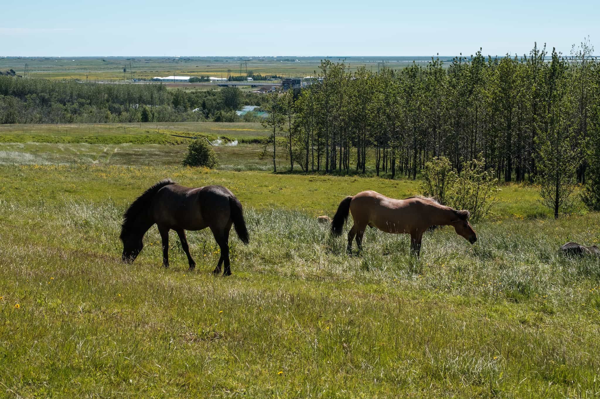 A pair of Icelandic horses graze.