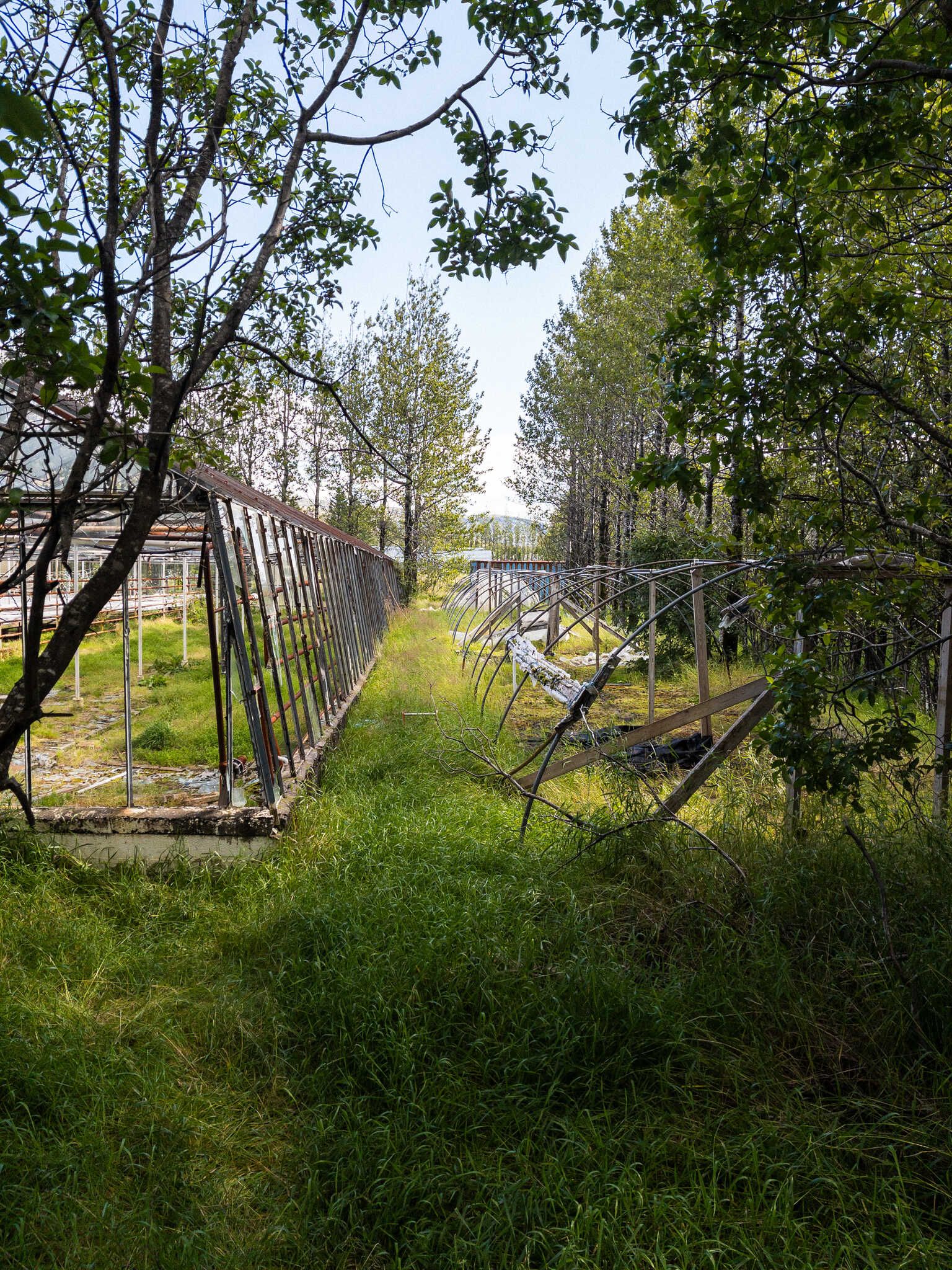 A shot between an old greenhouse with broken windows and the frame that was originally used to cover plants outdoors.