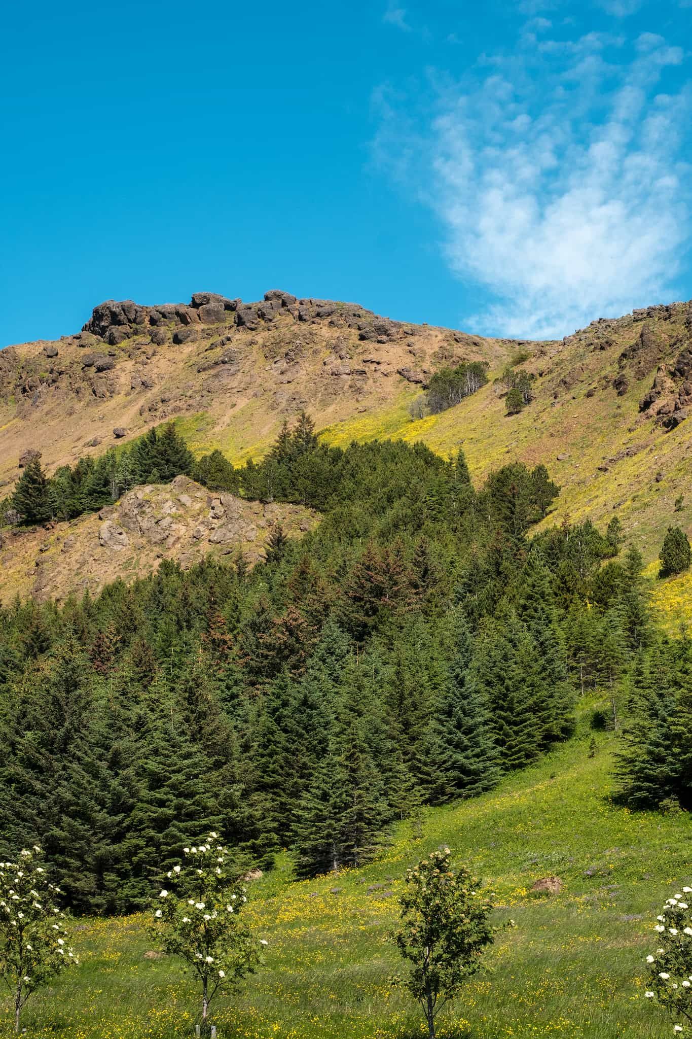 A mountain covered in trees, grass, and yellow flowers