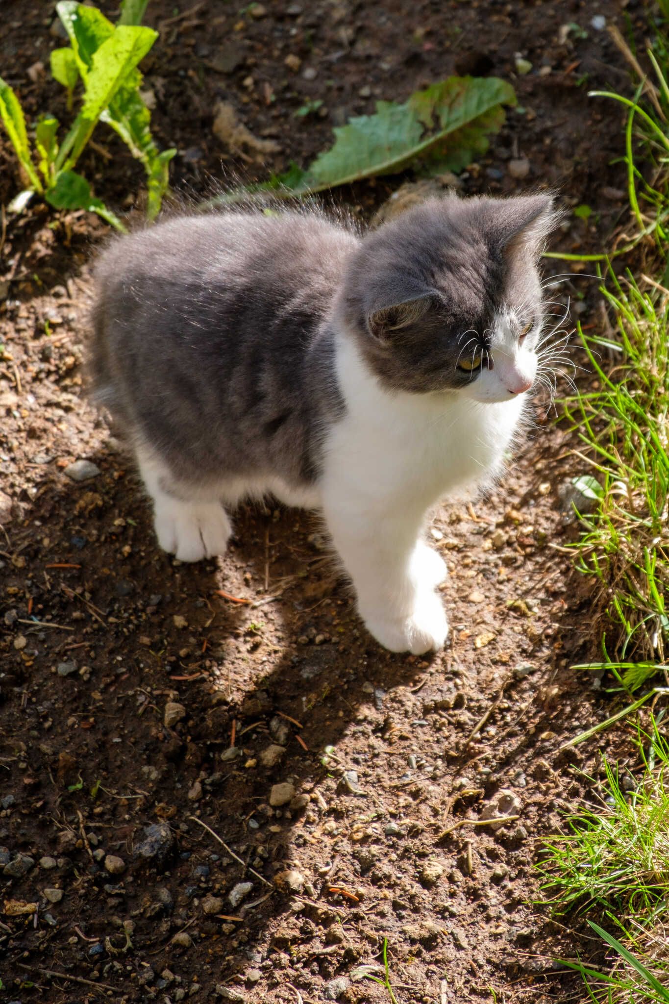 Grása inspects her surroundings with criticism and dignity