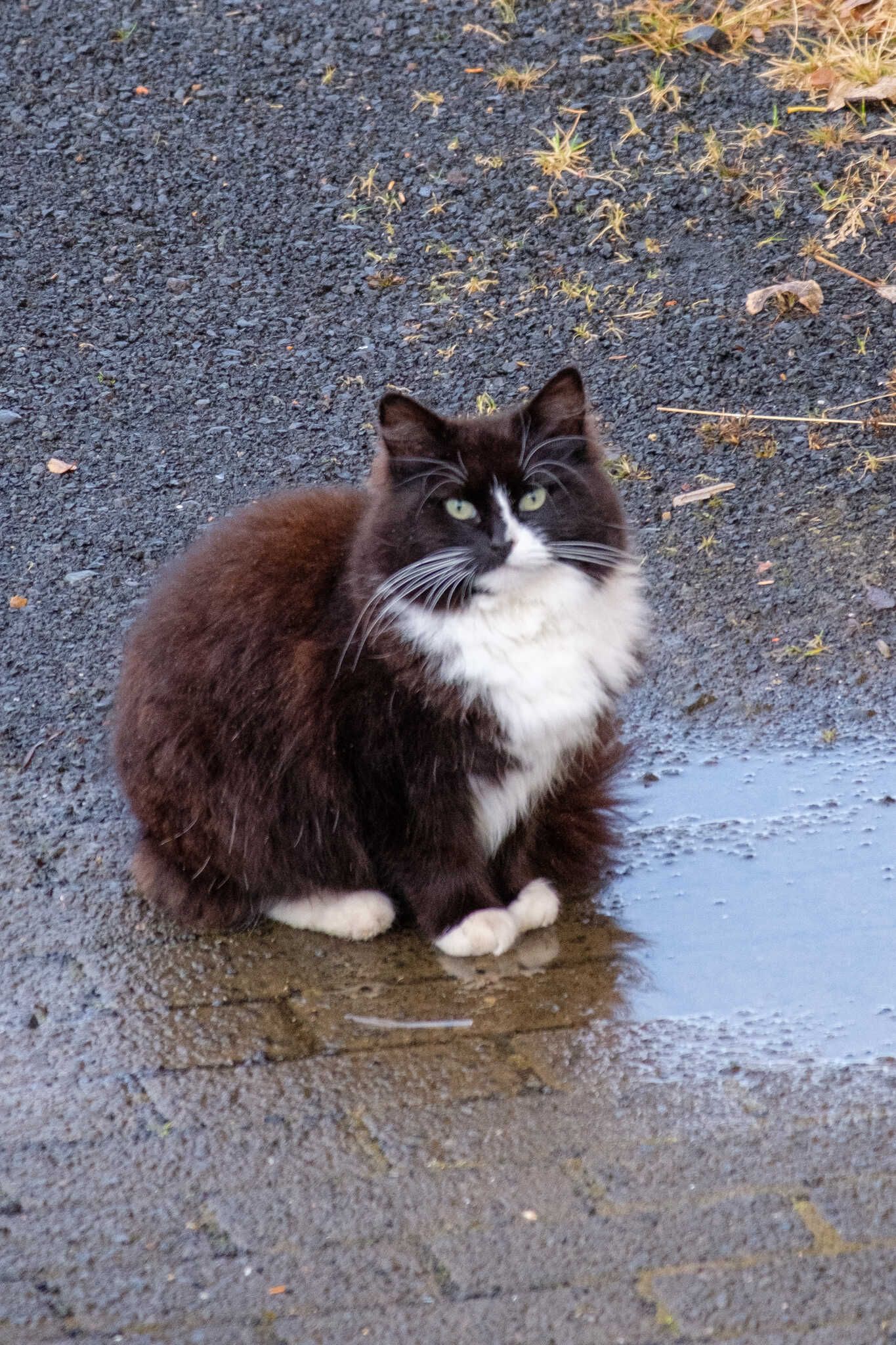 Lukka, a black and white, semi-longhaired black cat, sitting next to a puddle.