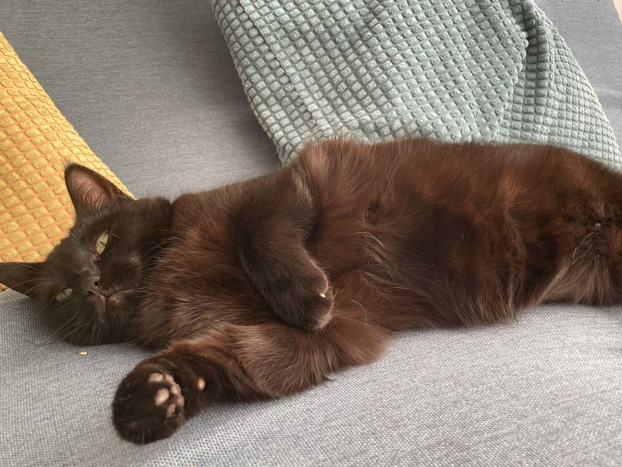 Kolka, a black cat with a white medallion spot, lounges on her side looking very relaxed