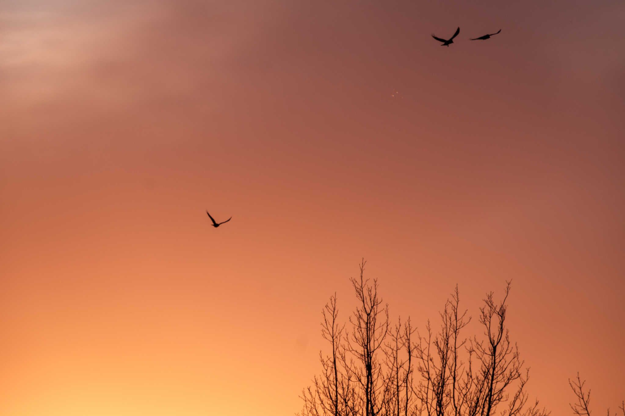 Three ravens flying over trees while the sun is setting