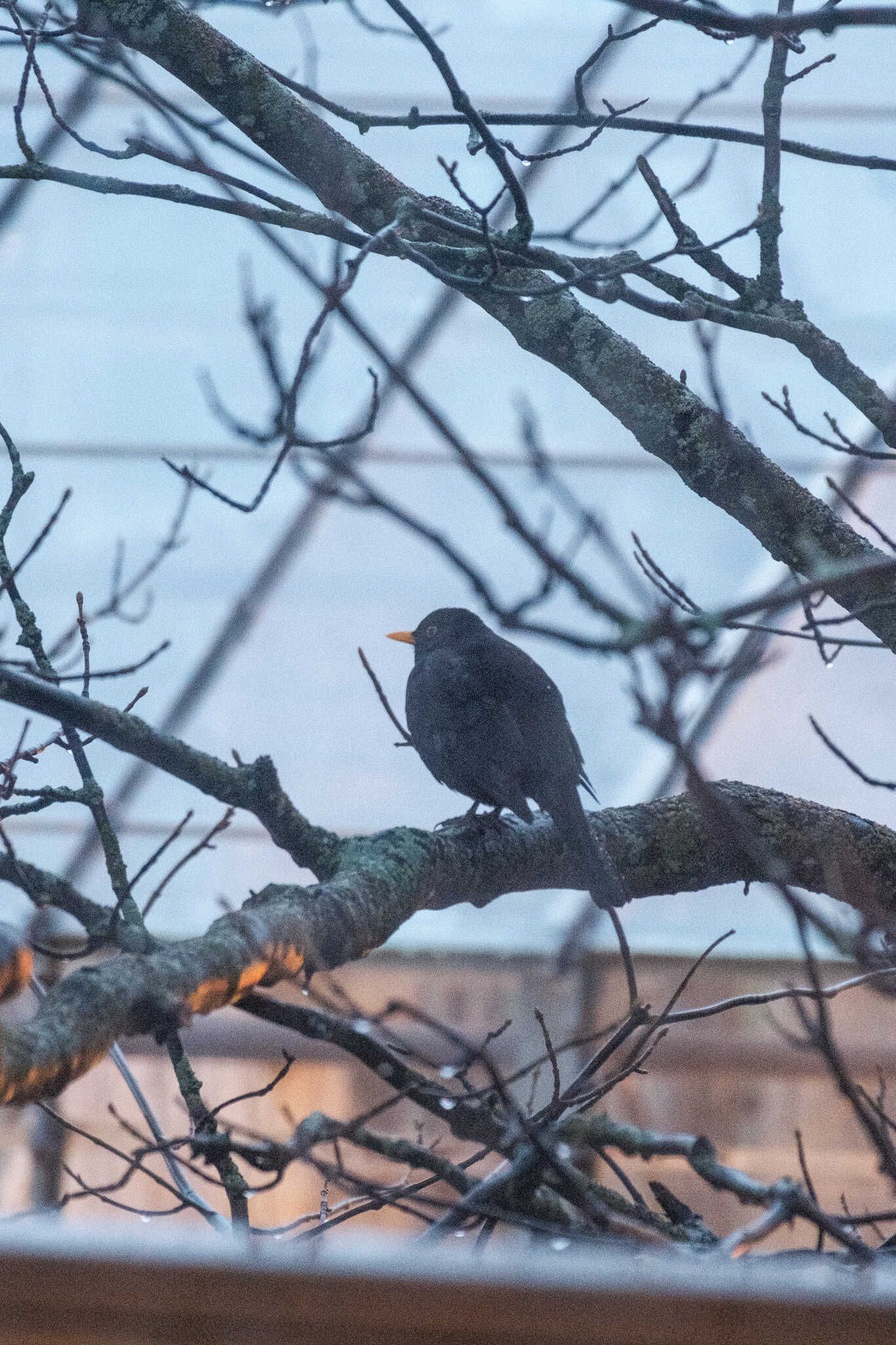 A very fluffy blackbird perched on a branch