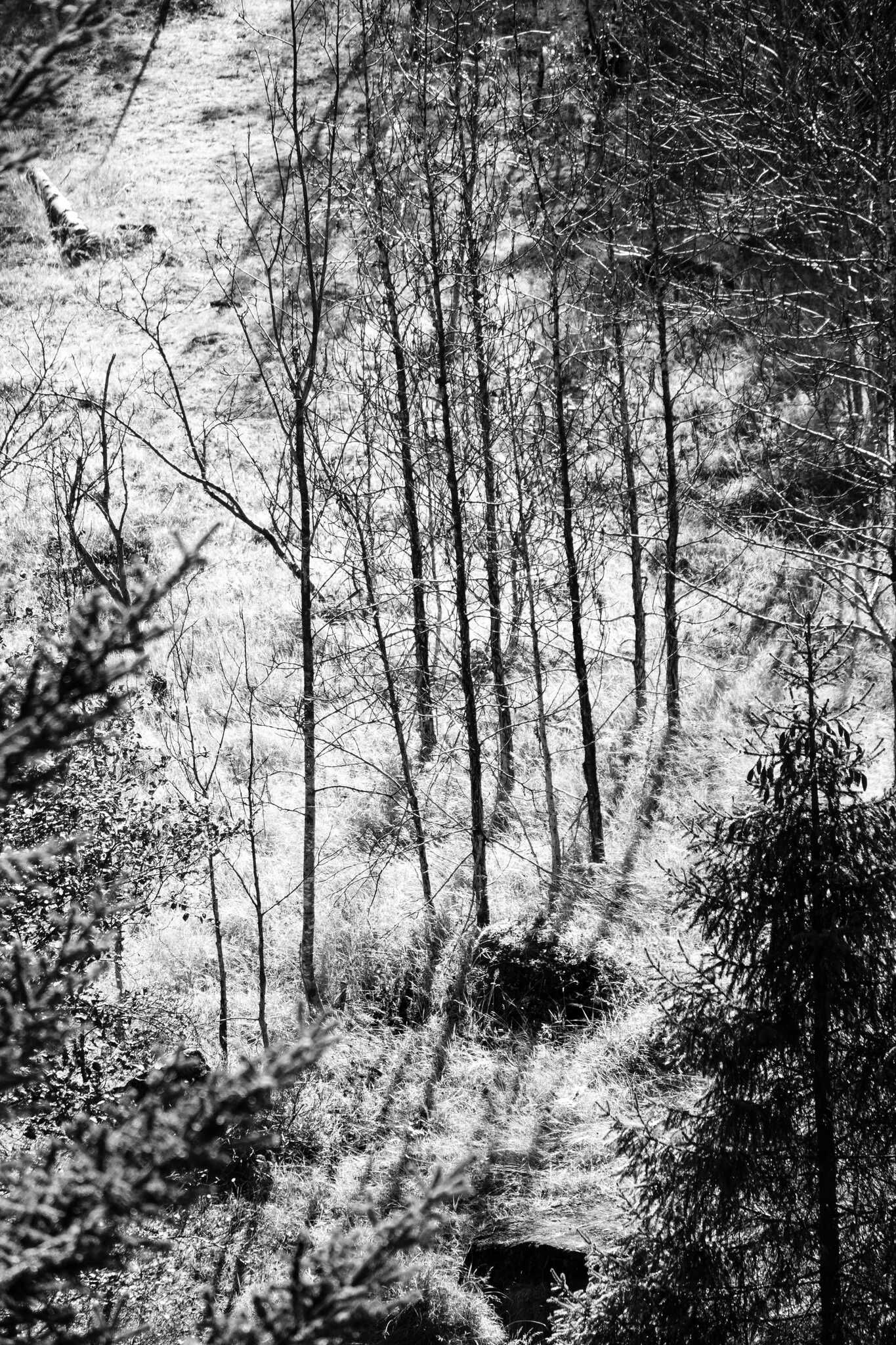 A black and white image taken from a high angle above. At the centre there are a few trees that have dropped their leaves which, in black and white, makes them look like sharp dark lines.