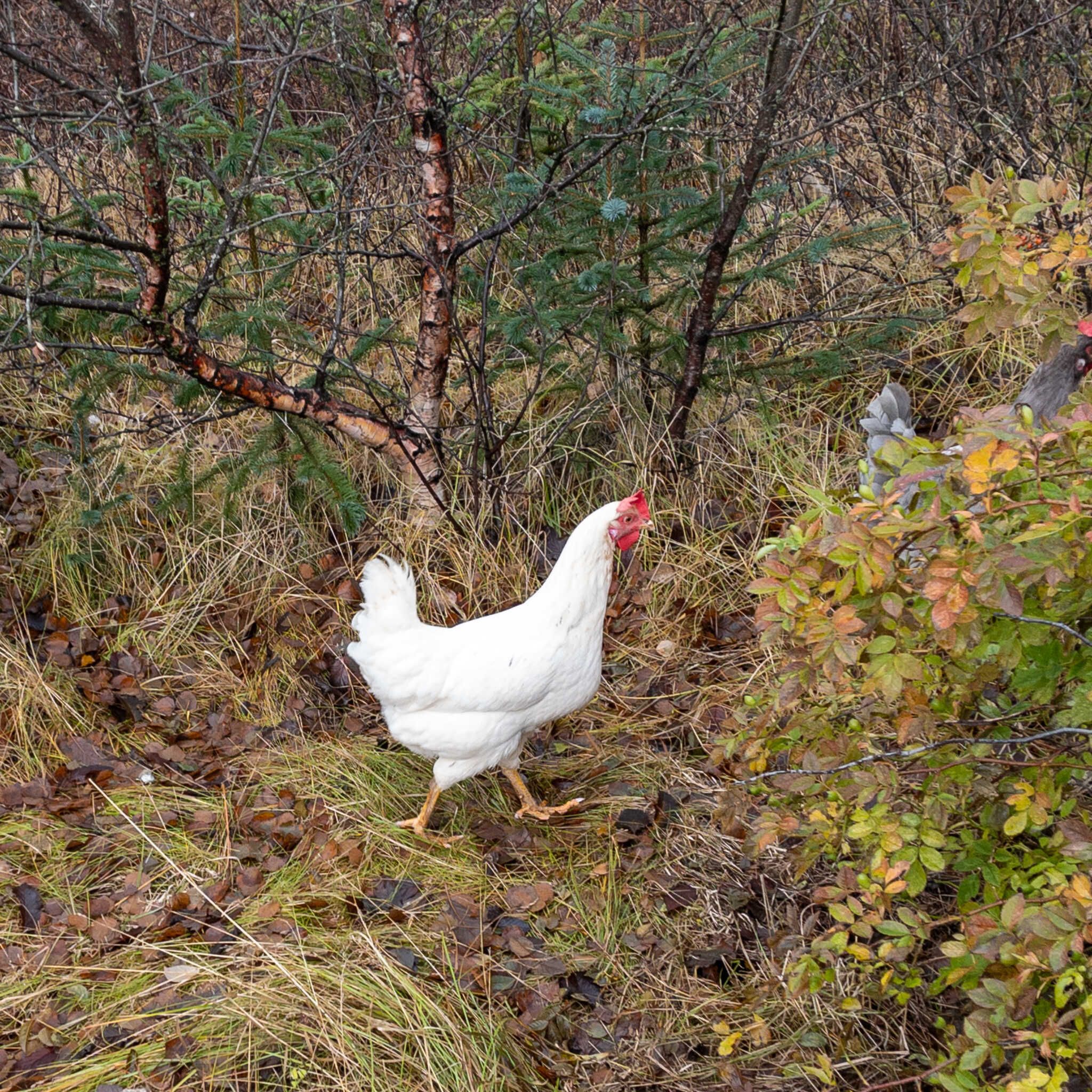 A white chicken, surrounded by shrubbery, who is clearly very intent on going somewhere specific