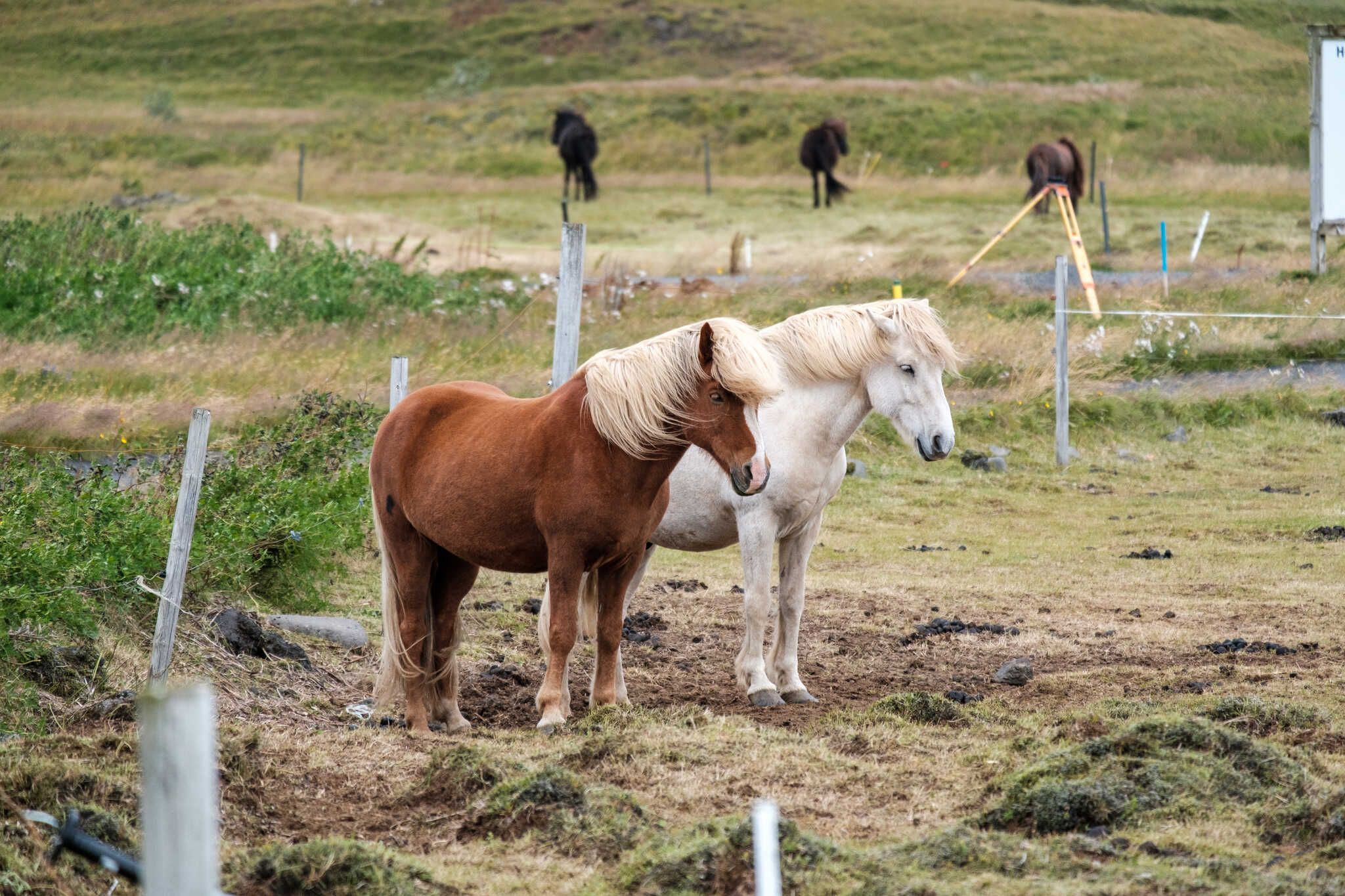 The brown and the white horse stand together, looking chill.