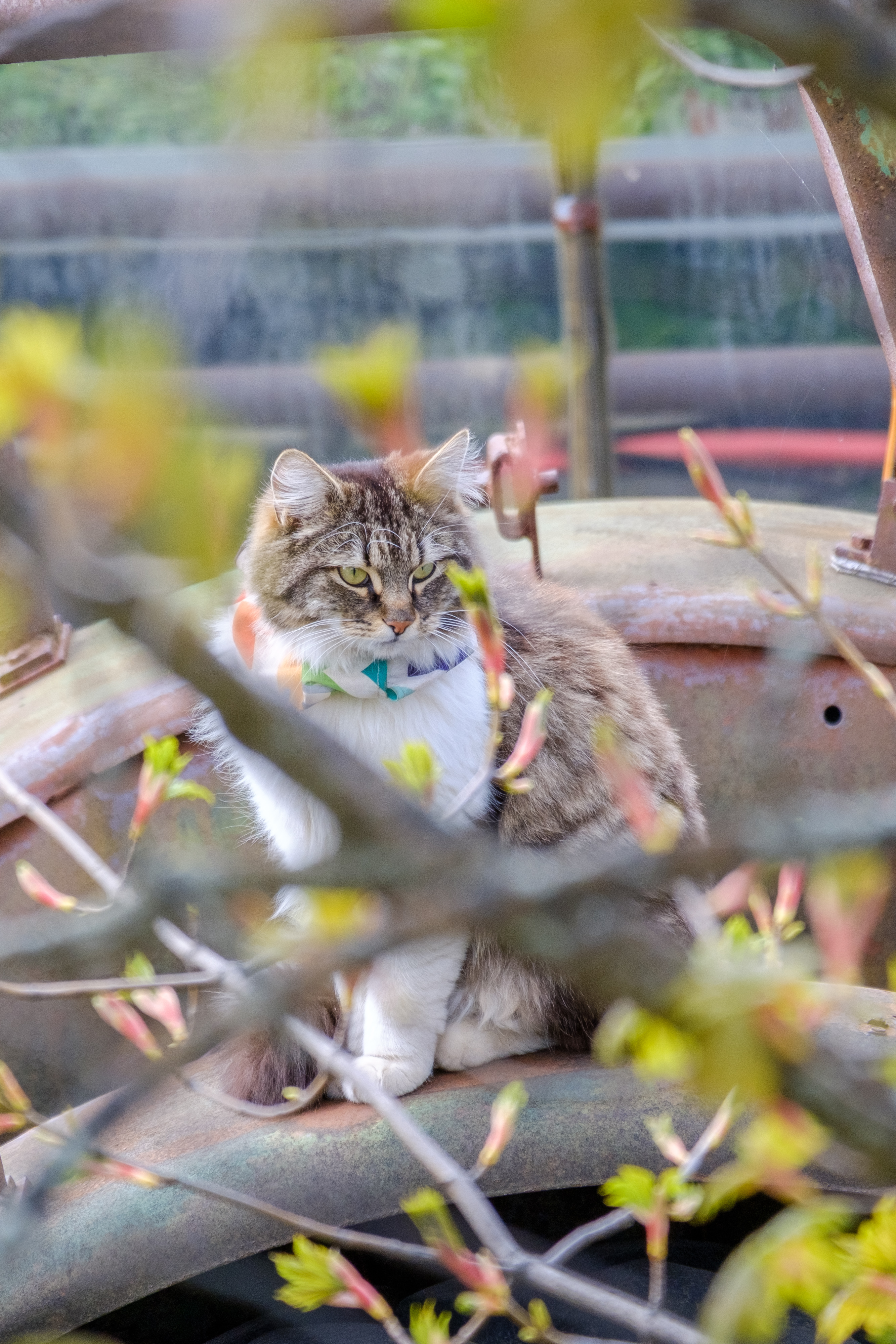 A view through some tree branches of a cat sitting on a rusty tractor. The cat has a colourful collar on and is inspecting his environment.