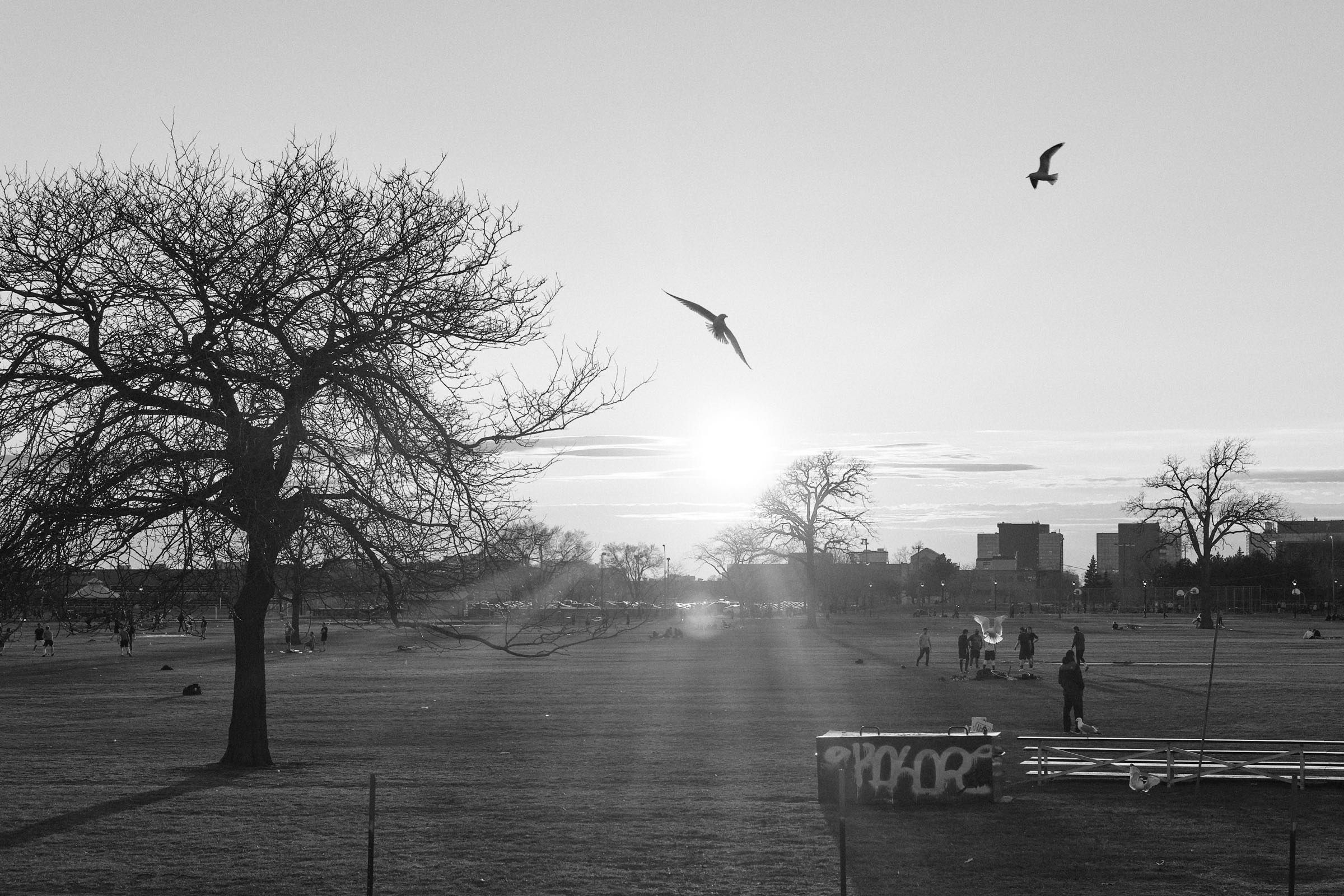 Gulls fly in the park 2