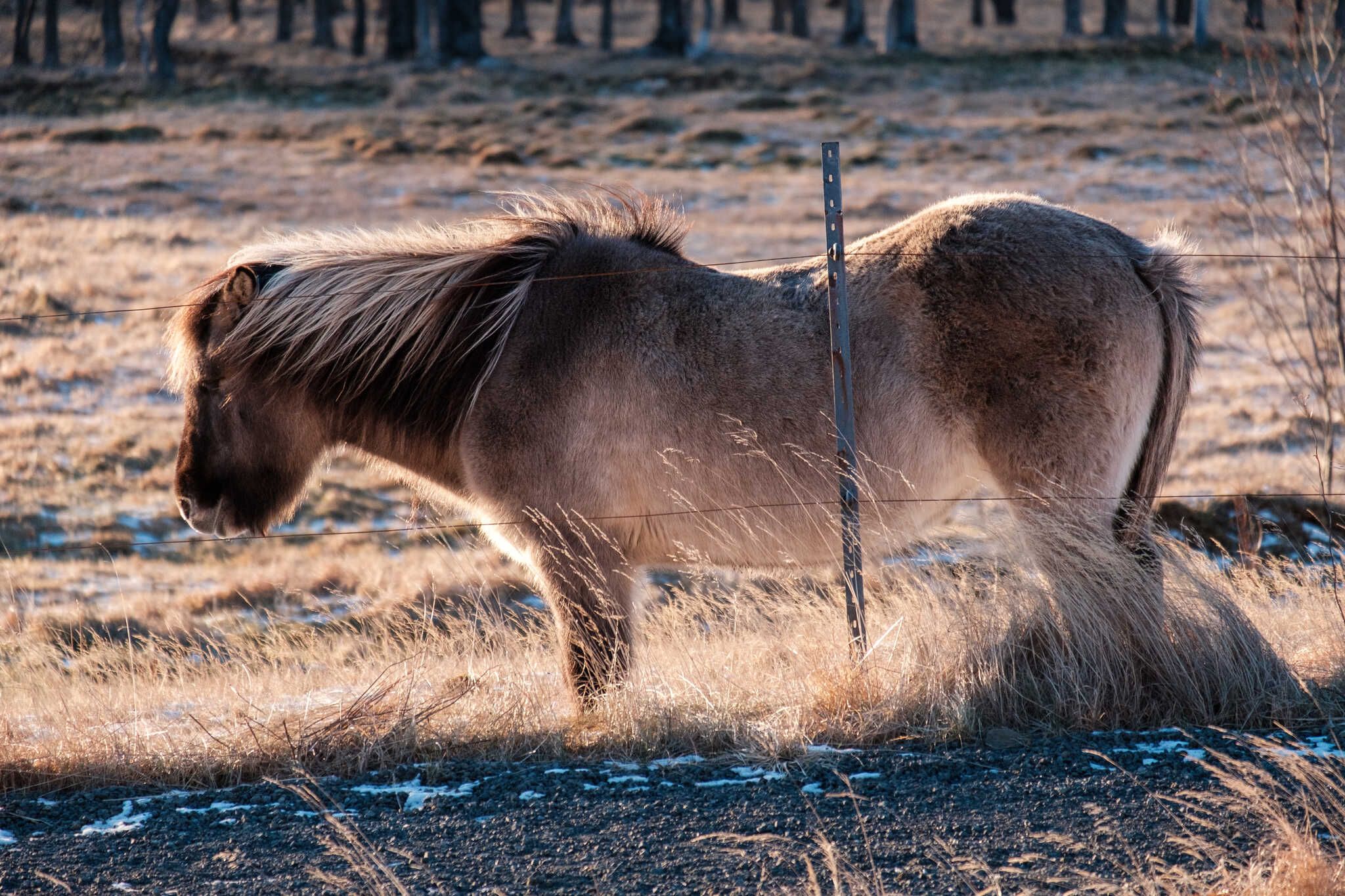 A paler horse stands and inspects everything in the sun.