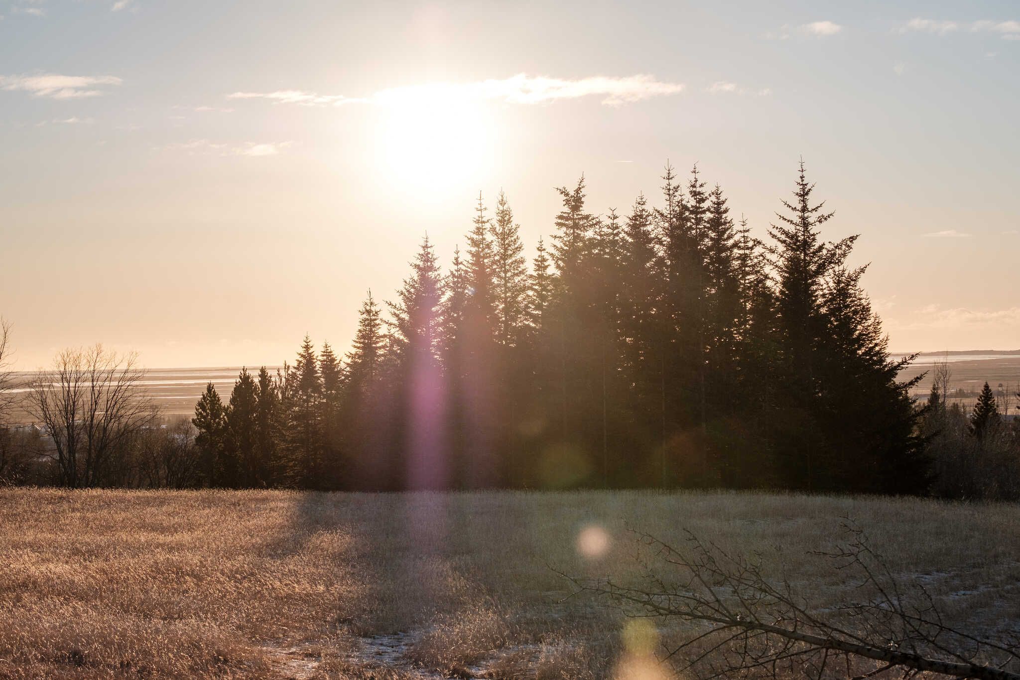 The sun shines over a line of trees.