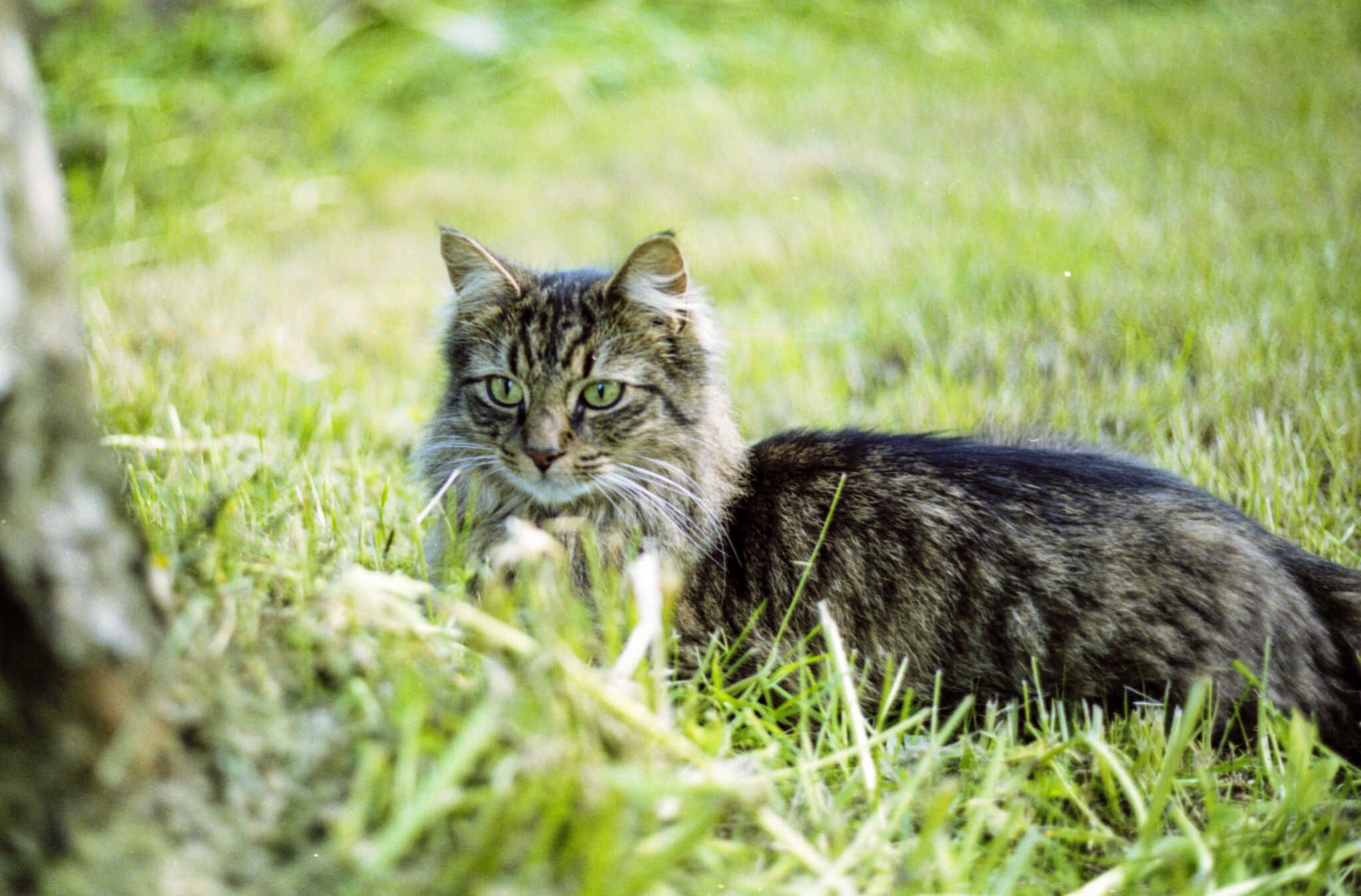 A striped cat named Brandur lounges majestically. He wasn’t the smartest cat around, but he was one of the friendliest