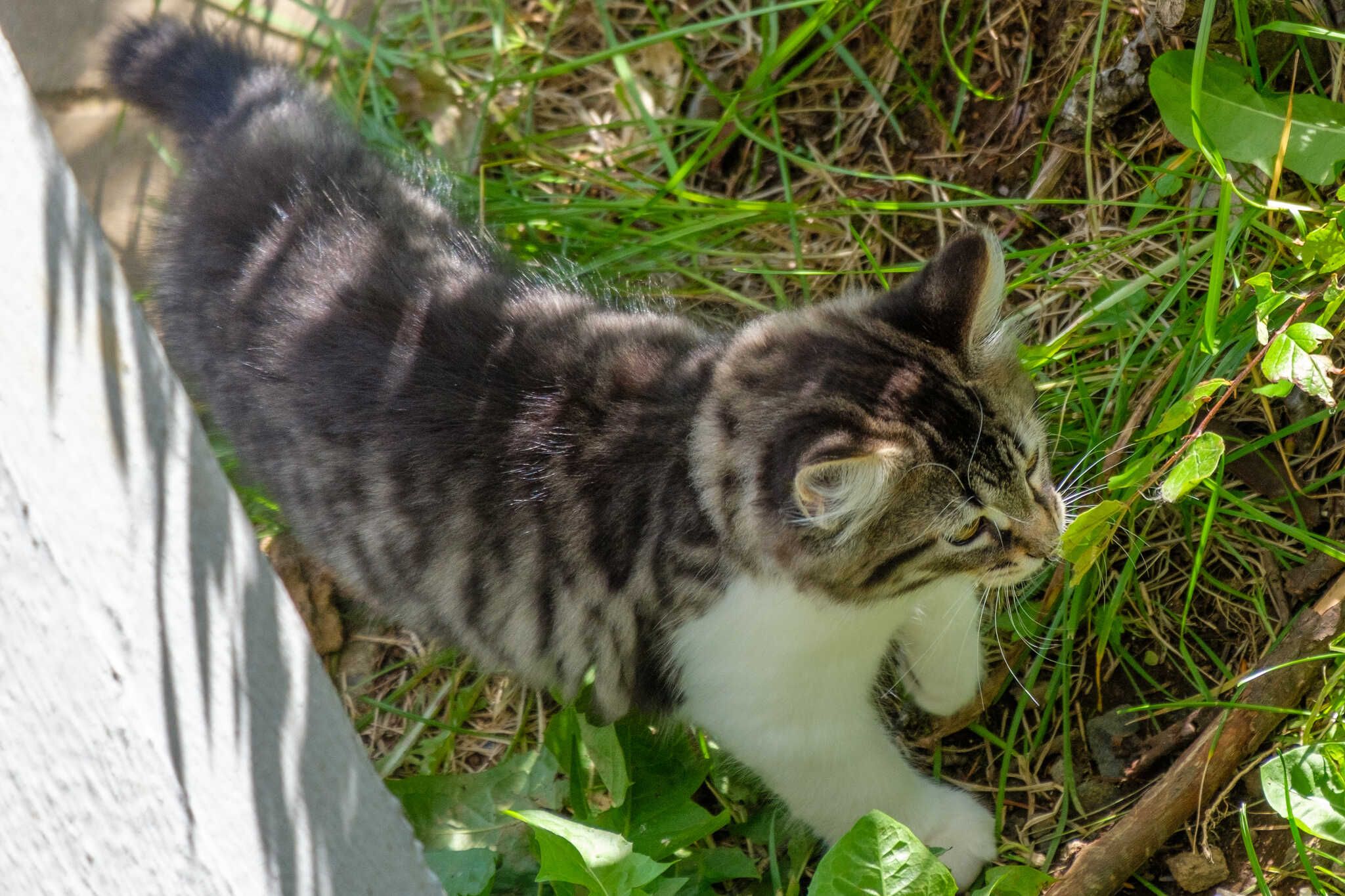 Loðmundur inspects his surroundings looking for something to hunt