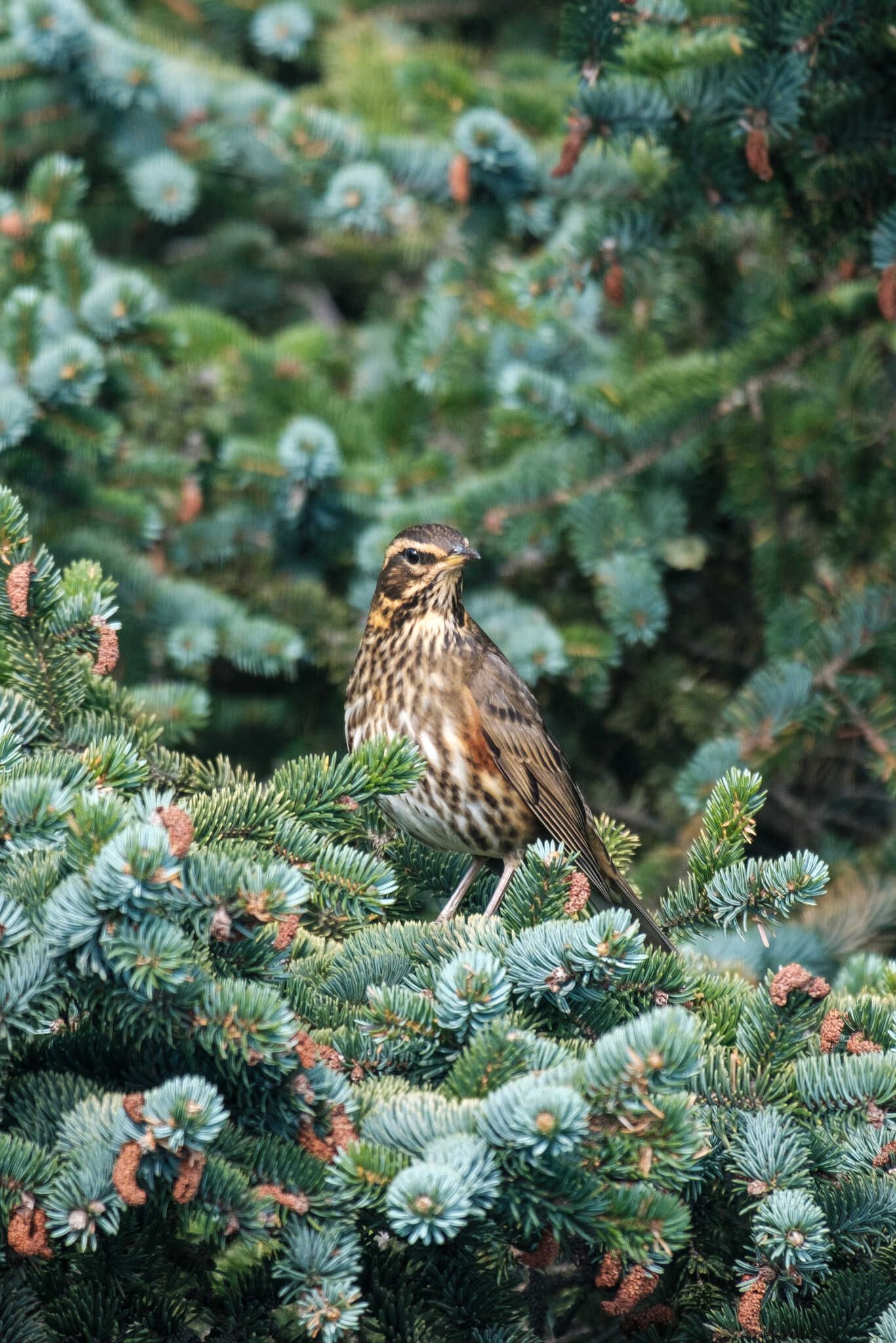 A redwing perches on an evergreen tree branch and scopes out the area