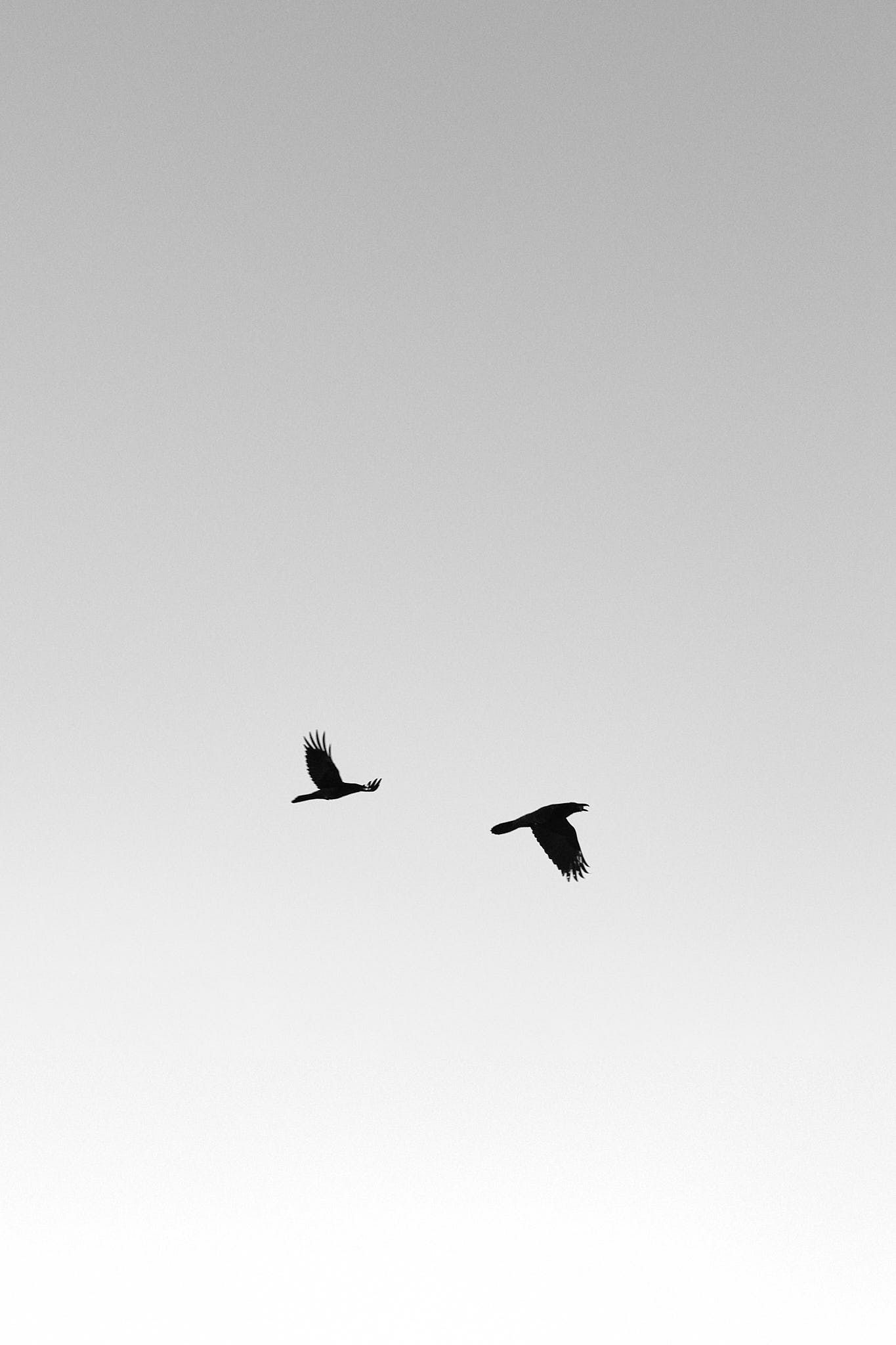 Two ravens fly against a grey sky