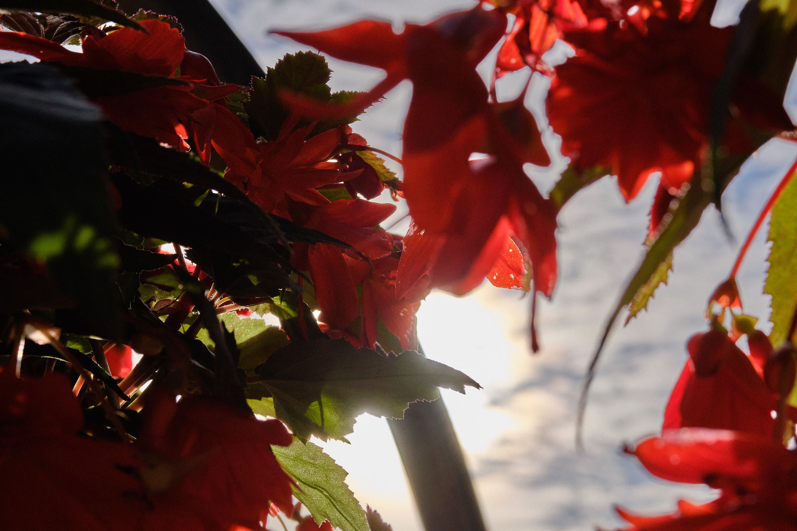 Flowers at the Jean Talon Market