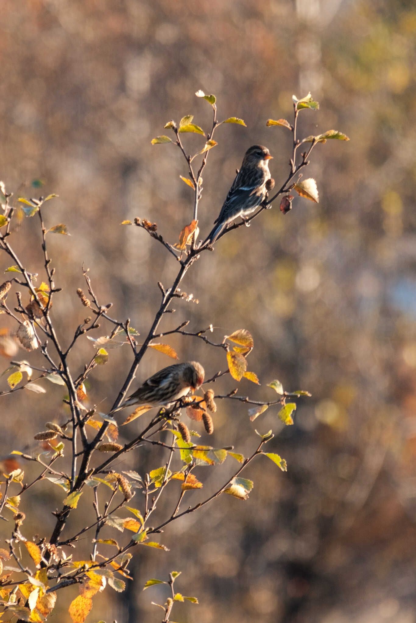 Two redpolls breakfast in a birch tree. One is momentarily on lookout